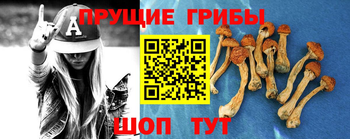Галлюциногенные грибы Psilocybine cubensis Тамбов